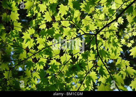 Japanischer Ahorn in Sommerfarben, Kussharo Kratersee, Akan-Nationalpark, Hokkaido, Japan Stockfoto