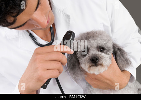 Tierarzt untersucht einen Hund mit einem Otoskop Stockfoto