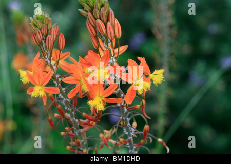 Bulbine Frutescens 'Markenzeichen' Bulbine Frutescens "Markenzeichen" Stockfoto