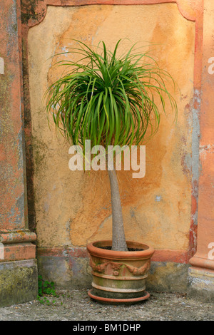 Beaucarnea Recurvata (Nolina reg.), Fuß Elefant Baum, Pianta mangiafumo Stockfoto