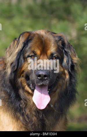 Leonberger-Porträt Stockfoto