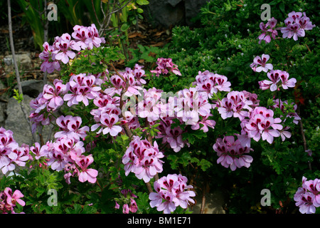 Pelargonien "Copthorne", Duft-leaved Pelargonien Stockfoto