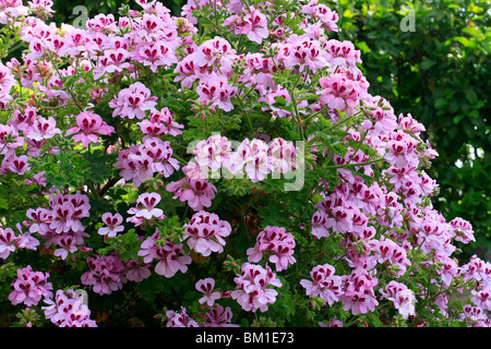 Pelargonien "Copthorne", Duft-leaved Pelargonien Stockfoto