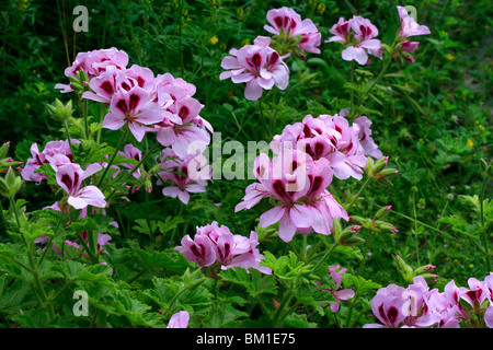 Pelargonien "Copthorne", Duft-leaved Pelargonien Stockfoto