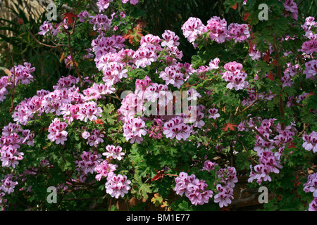 Pelargonien "Copthorne", Duft-leaved Pelargonien Stockfoto