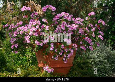 Pelargonien "Copthorne", Duft-leaved Pelargonien Stockfoto