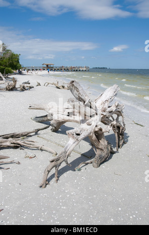 Treibholz am Strand mit Angelsteg im Hintergrund, Sanibel Island, Golfküste, Florida, Vereinigte Staaten von Amerika, Nordamerika Stockfoto