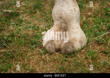 Dromedar Fuß / Dromedar Fuß Stockfoto