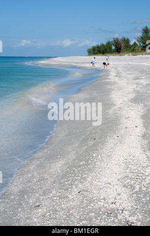 Strand bedeckt in Schalen, Captiva Island, Golfküste, Florida, Vereinigte Staaten von Amerika, Nordamerika Stockfoto