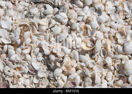 Strand bedeckt in Schalen, Captiva Island, Golfküste, Florida, Vereinigte Staaten von Amerika, Nordamerika Stockfoto