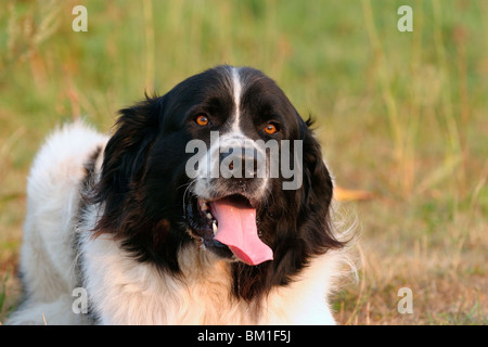 Landseer-Portrait Stockfoto