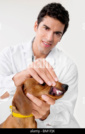 Tierarzt untersucht einen Hund Stockfoto