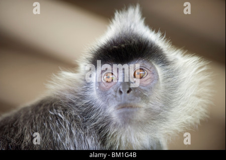 Silver Leaf Languren Affen, Labuk Bay Proboscis Monkey Sanctuary, Sabah, Borneo, Malaysia, Südostasien, Asien Stockfoto