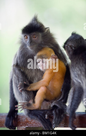 Silver Leaf Languren Affen, Labuk Bay Proboscis Monkey Sanctuary, Sabah, Borneo, Malaysia, Südostasien, Asien Stockfoto