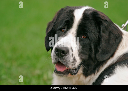 Landseer-Portrait Stockfoto