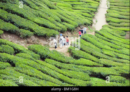 Geben Sie Touristen zu Fuß in einer Teeplantage, BOH Sungai Palas Teeplantage, Cameron Highlands, Perak, Malaysia, Südost-Asien Stockfoto