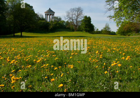 Englischer Garten in München im Frühling. Deutschland. Stockfoto