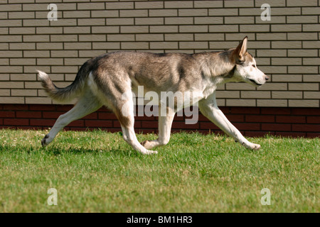 Sibirien Husky in Bewegung / Husky in Aktion Stockfoto
