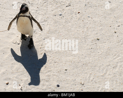 Pinguin, betrachtet man seinen Schatten Wandern Stockfoto