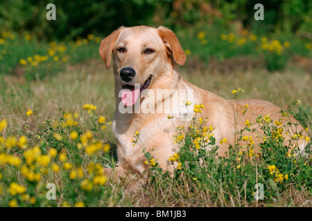 Labrador Mischling / Labrador Mischling Stockfoto