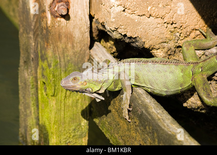 Wilden Leguan in Key West, Florida. Stockfoto