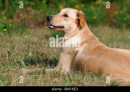 Labrador Mischling / Labrador Mischling Stockfoto