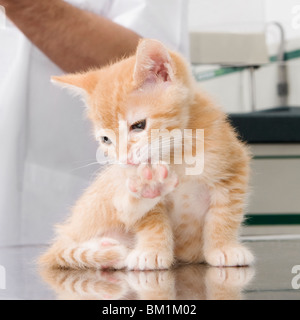 Katze leckt seine Pfote Stockfoto