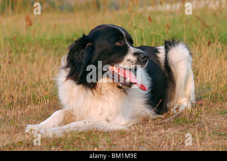 Liegender / liegend Landseer Stockfoto