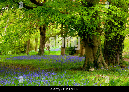 Bluebell Zeit Thorp Perrow Arboretum in der Nähe von Bedale, North Yorkshire Stockfoto