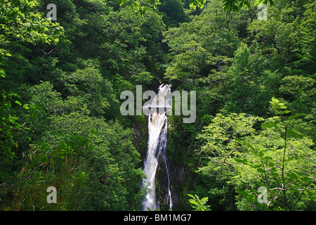 Barke fällt auf die Afon Barke an Teufels Brücke, Ceredigion, Wales, UK Stockfoto