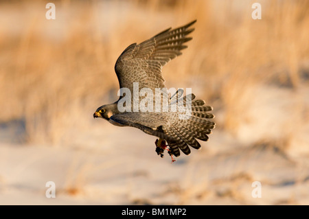 Wanderfalke im Flug in der Dämmerung am Strand mit Beute in seinen Krallen Stockfoto