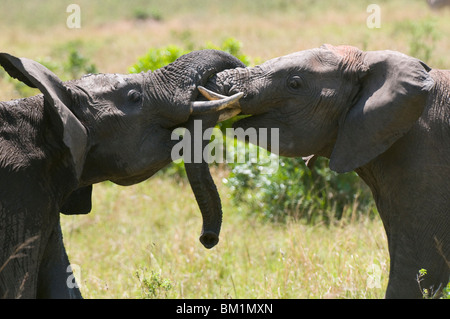 Junge afrikanische Elefanten kämpfen (Loxodonta Africana), Masai Mara National Reserve, Kenia, Ostafrika, Afrika Stockfoto