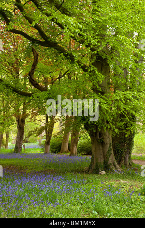 Bluebell Zeit Thorp Perrow Arboretum in der Nähe von Bedale, North Yorkshire Stockfoto