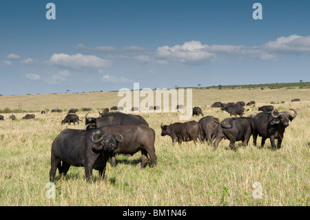 Kaffernbüffel (Syncerus Caffer), Masai Mara National Reserve, Kenia, Ostafrika, Afrika Stockfoto