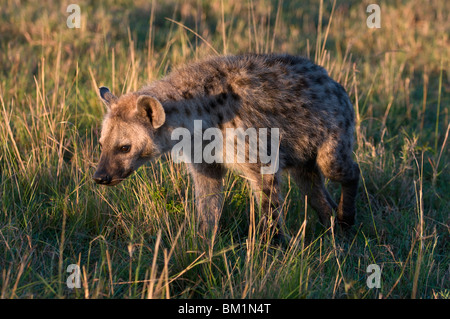 Spotted zerbeissen Cub (Crocuta Crocuta), Masai Mara National Reserve, Kenia, Ostafrika, Afrika Stockfoto