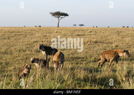 Gesichtet, Hyänen und Cubs (Crocuta Crocuta), Masai Mara National Reserve, Kenia, Ostafrika, Afrika Stockfoto