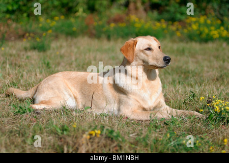 Liegender Labrador Mischling / Labrador Mischling liegend Stockfoto