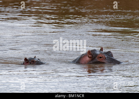 Erwachsenen und Baby Nilpferd, (Hippopotamus Amphibius), Masai Mara National Reserve, Kenia, Ostafrika, Afrika Stockfoto