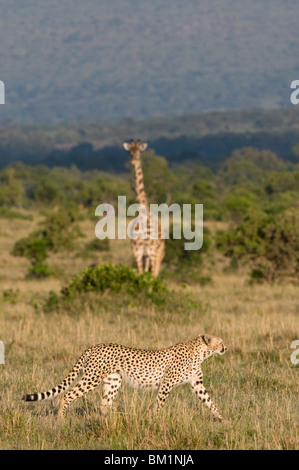 Geparden (Acinonyx Jubatus) und Masai-Giraffe (Giraffe Giraffe), Masai Mara National Reserve, Kenia, Ostafrika, Afrika Stockfoto