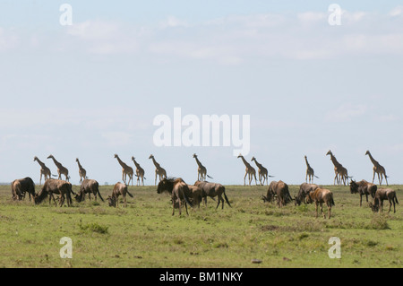 Masai-Giraffe (Giraffa Plancius), Masai Mara National Reserve, Kenia, Ostafrika, Afrika Stockfoto