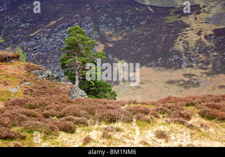Föhren am Berghang in Glen Esk, Angus, Schottland, Vereinigtes Königreich. Stockfoto