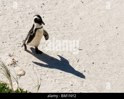 Fuß Pinguin Stockfoto