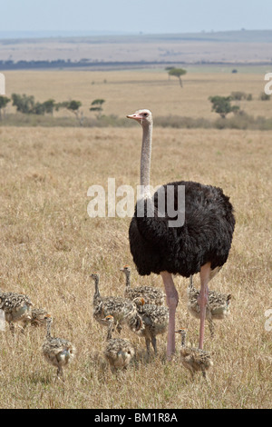 Gemeinsamen Strauß (Struthio Camelus) männliche Küken, Masai Mara National Reserve, Kenia, Ostafrika, Afrika beobachten Stockfoto