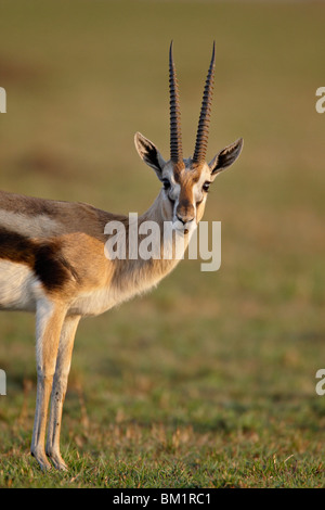 Männliche Thomson es Gazelle (Gazella Thomsonii), Masai Mara National Reserve, Kenia, Ostafrika, Afrika Stockfoto