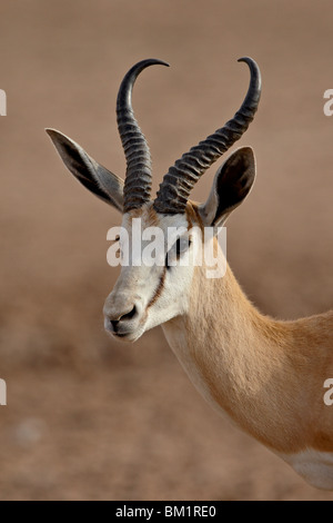 Männliche Springbock (Antidorcas Marsupialis), Kgalagadi Transfrontier Park, ehemalige Kalahari Gemsbok National Park, Südafrika Stockfoto