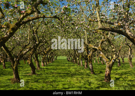 Großbritannien, England, Herefordshire, Putley Dragon Orchard, alten etablierten Apfelwein Apfelbäume in Blüte Stockfoto