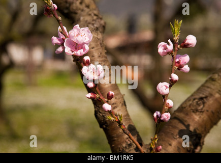 Apfelbaum und Blüten in einem Obstgarten, Dolomiten, Italien Stockfoto
