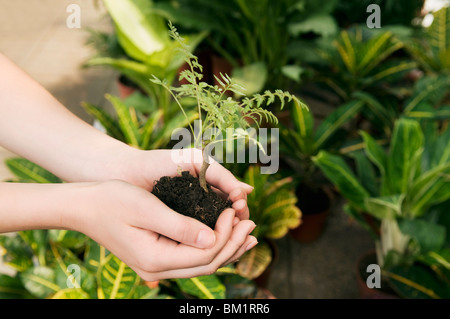 Frau hält ein Bäumchen in einem Gewächshaus Stockfoto