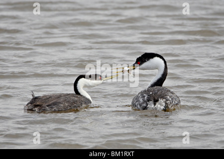 Westlichen Grebe (Aechmophorus Occidentalis) Balz, Bärenfluss wandernde Vogel Zuflucht, Utah, Vereinigte Staaten von Amerika Stockfoto