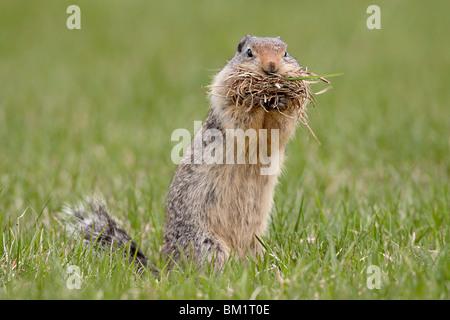 Kolumbianische Ziesel (Citellus Columbianus) mit Nistmaterial, Manning Provincial Park in British Columbia, Kanada Stockfoto